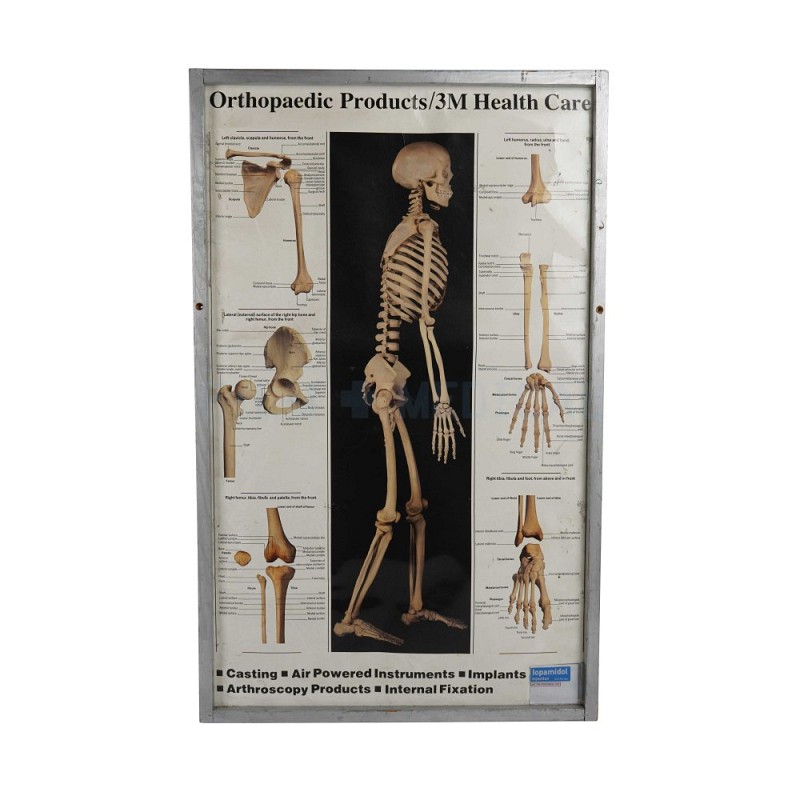 Skeletal Model Poster